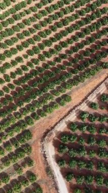 Portekiz kırsalında Portakal Koruları