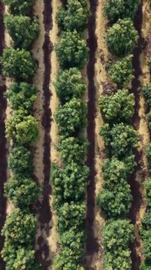 Portekiz 'in Güneş Işığı Kırsalında Avokado Koruları