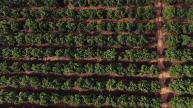 Portekiz 'in Güneş Işığı Kırsalında Avokado Koruları