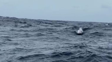 Atlantik Okyanusunda Beyaz Yunuslar