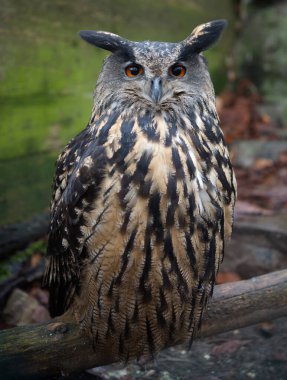 Uzun Kulaklı Baykuş, Çek Cumhuriyeti