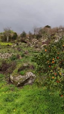 Portakal ağaçları yakın plan, Portekiz