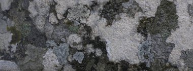 Tarihi taş ve yosun dokusu, Portekiz