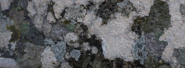 Tarihi taş ve yosun dokusu, Portekiz