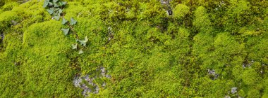 Yosun dokusu yakın plan, Portekiz