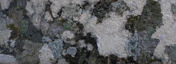 Tarihi taş ve yosun dokusu, Portekiz