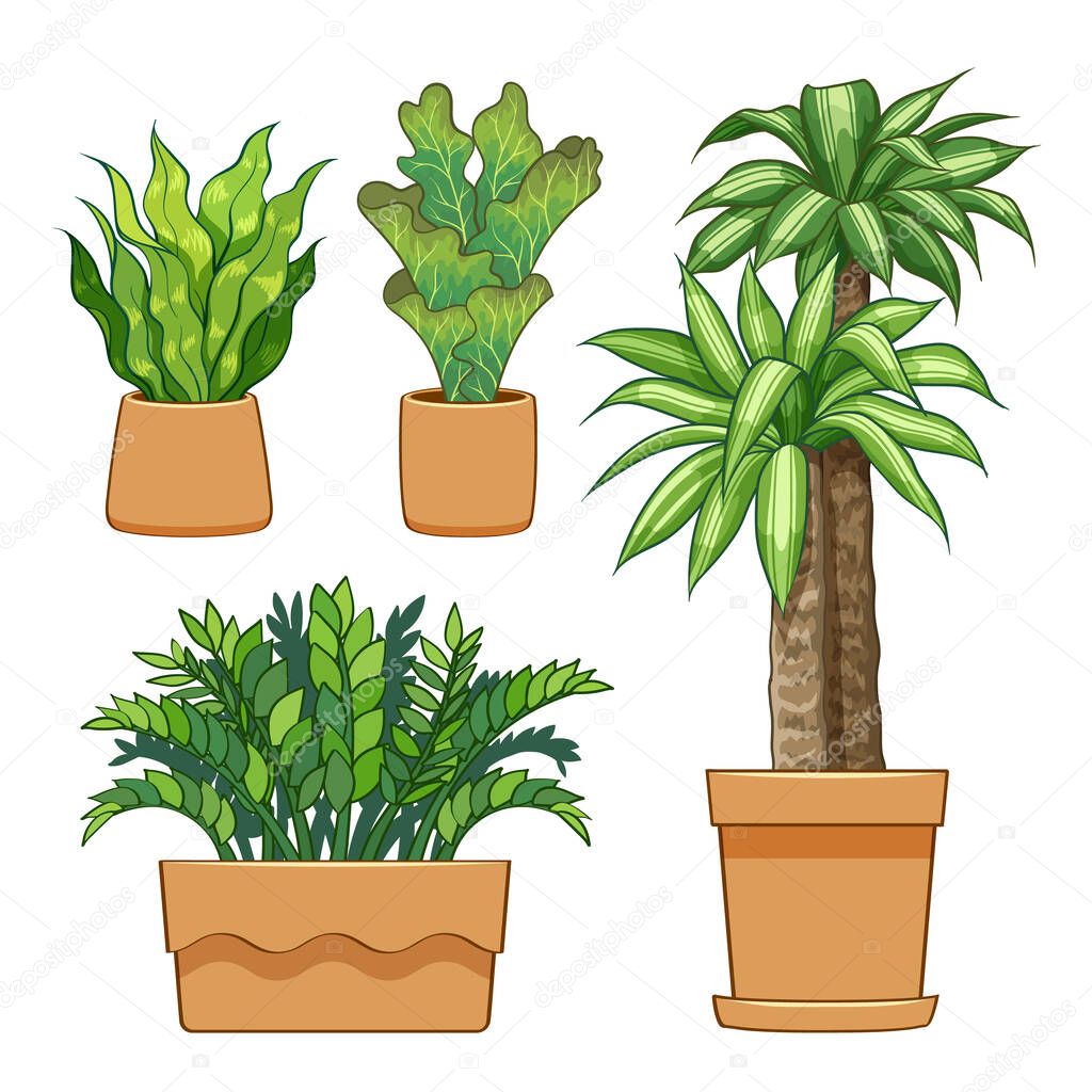 Ornamental plants in pots. Hand drawn set collection. vector illustration.