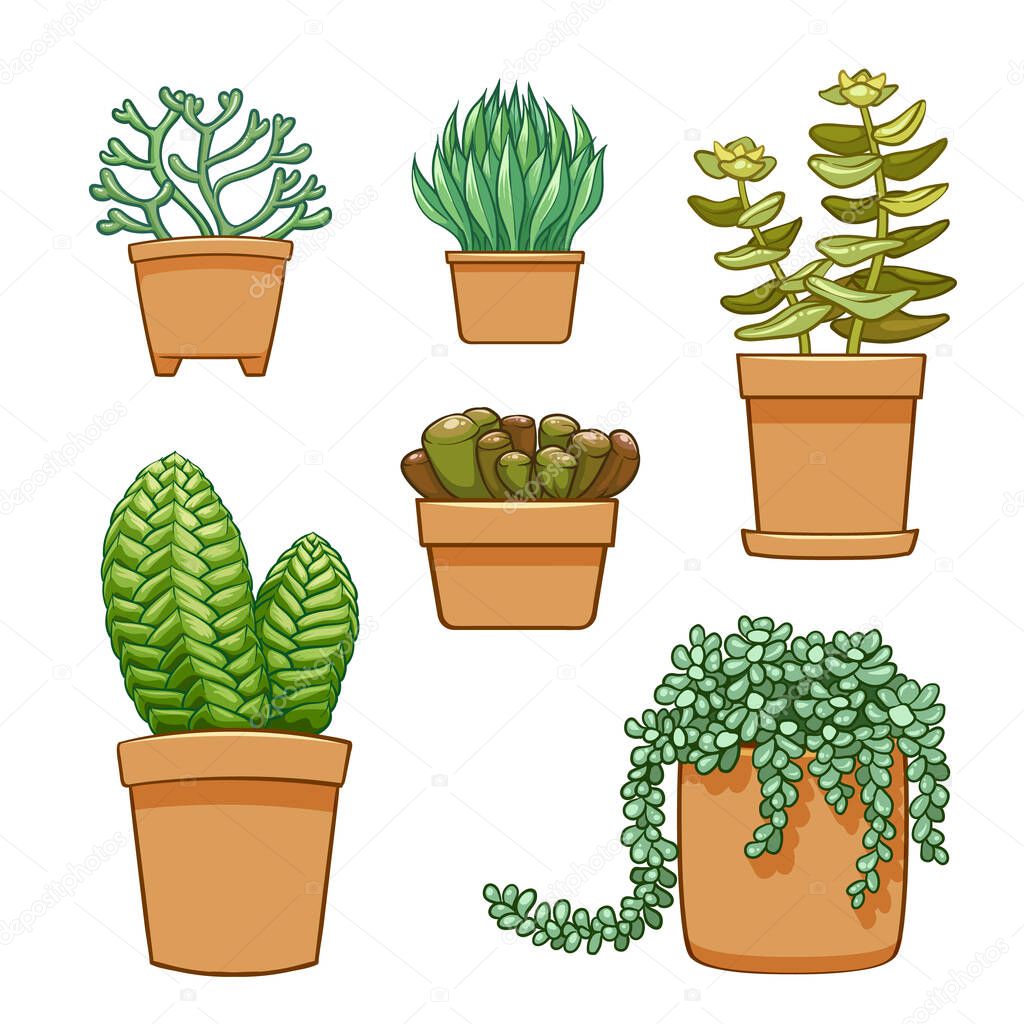 Succulent in flowerpot. Hand drawn set collection. vector illustration.