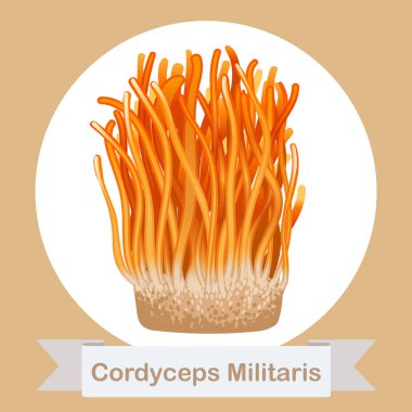 Cordyceps Militaris. Geleneksel Çin bitkileri Asya 'da ilaç ve yiyecek olarak kullanılan bir mantardır. vektör illüstrasyonu