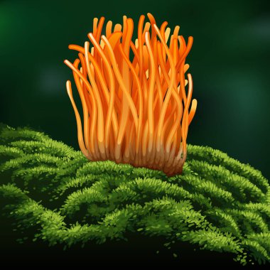 Cordyceps Militaris. Geleneksel Çin bitkileri Asya 'da ilaç ve yiyecek olarak kullanılan bir mantardır. vektör illüstrasyonu