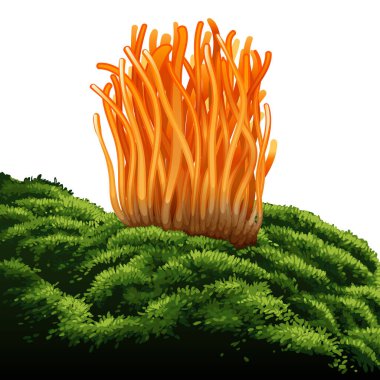 Cordyceps Militaris. Geleneksel Çin bitkileri Asya 'da ilaç ve yiyecek olarak kullanılan bir mantardır. vektör illüstrasyonu