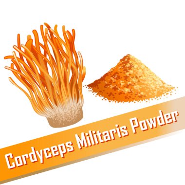 Cordyceps Militaris. Geleneksel Çin bitkileri Asya 'da ilaç ve yiyecek olarak kullanılan bir mantardır. vektör illüstrasyonu