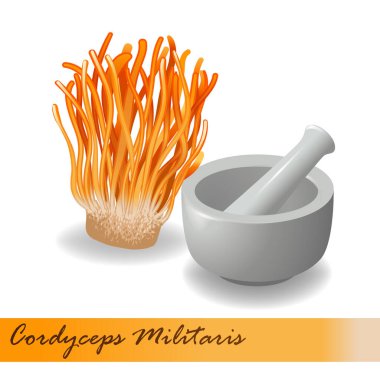 Cordyceps Militaris. Geleneksel Çin bitkileri Asya 'da ilaç ve yiyecek olarak kullanılan bir mantardır. vektör illüstrasyonu