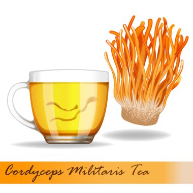 Cordyceps Militaris. Geleneksel Çin bitkileri Asya 'da ilaç ve yiyecek olarak kullanılan bir mantardır. vektör illüstrasyonu