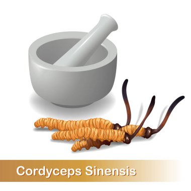 Cordyceps Sinensis. Geleneksel Çin bitkileri Asya 'da ilaç ve yiyecek olarak kullanılan bir mantardır. vektör illüstrasyonu