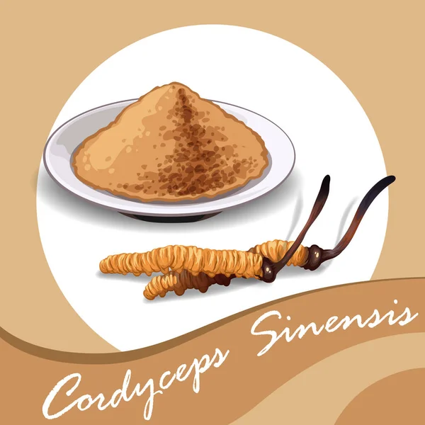 Cordyceps Sinensis Traditionele Chinese Kruiden Een Paddenstoel Die Gebruikt Wordt — Stockvector