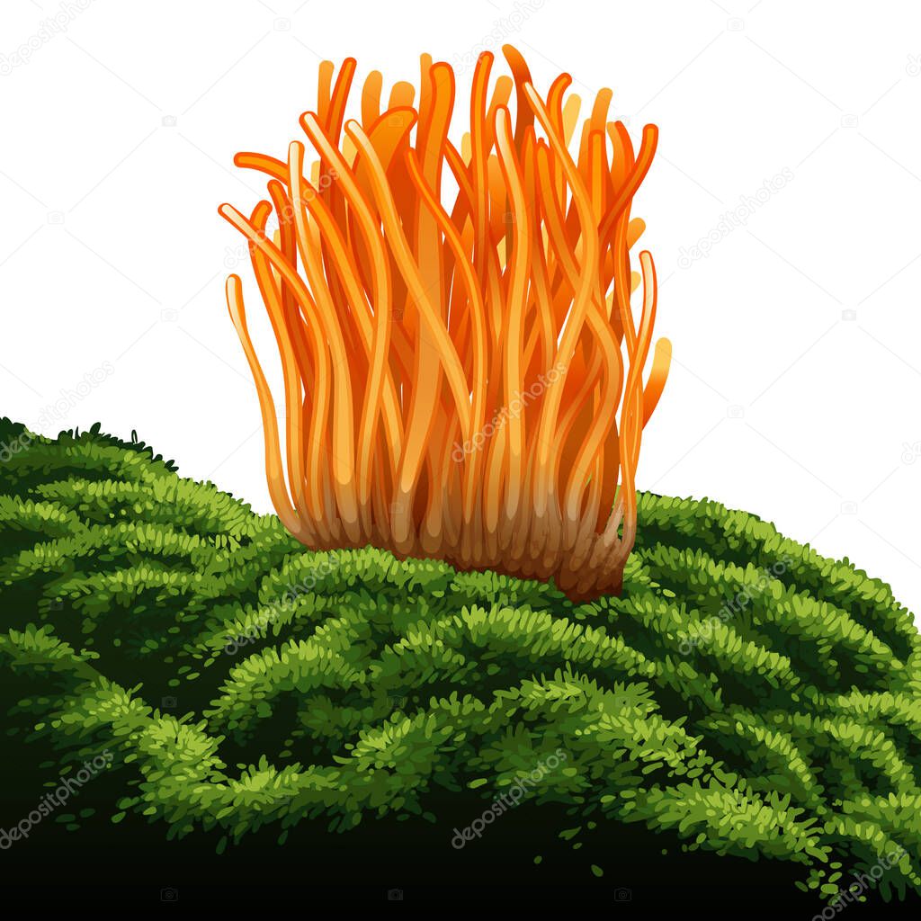 Cordyceps Militaris. Traditional chinese herbs, Is a mushroom that using for medicine and food famous in Asian. vector illustration