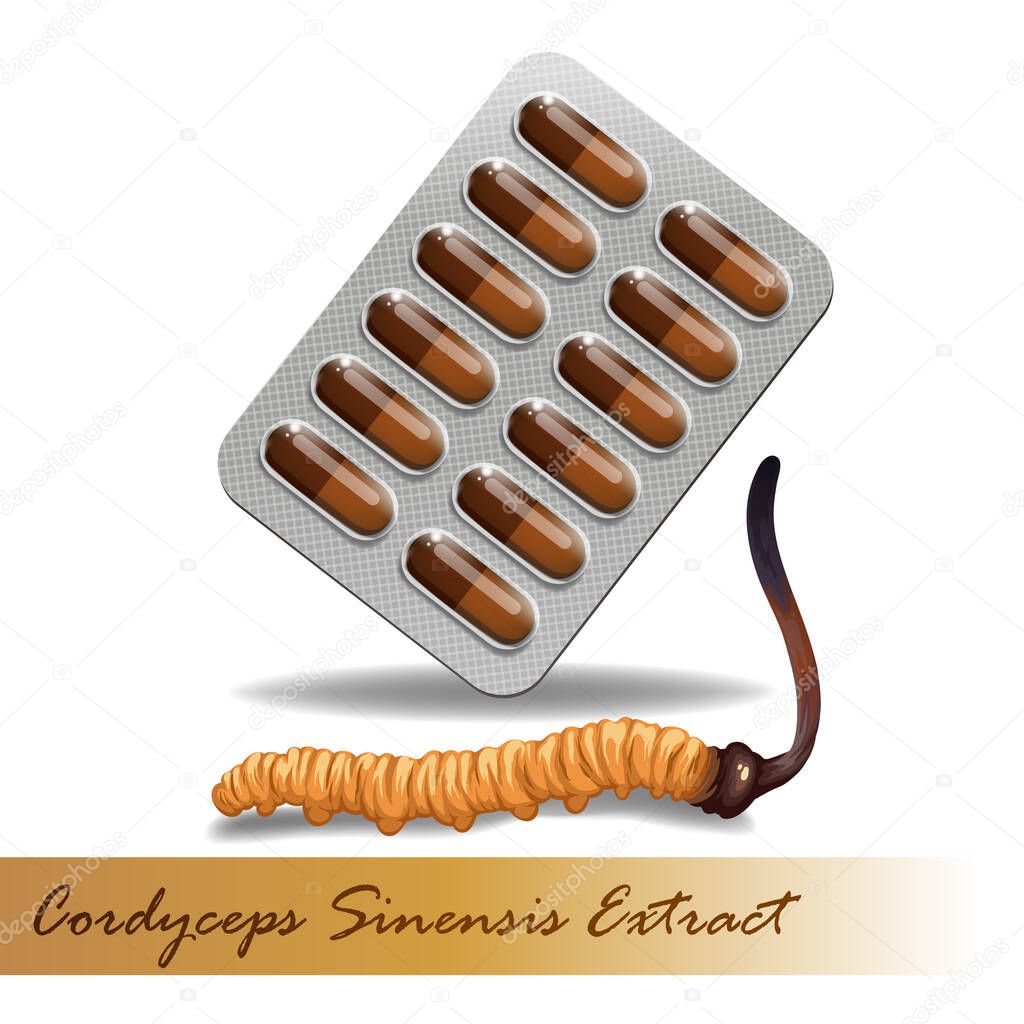 Cordyceps Sinensis. Traditional chinese herbs, Is a mushroom that using for medicine and food famous in Asian. vector illustration