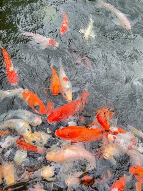 Japonya 'nın ulusal hayvanı olan havuzda yüzen çeşitli renkli sazan balıklarının ya da koi balıklarının yüksek açılı portresi