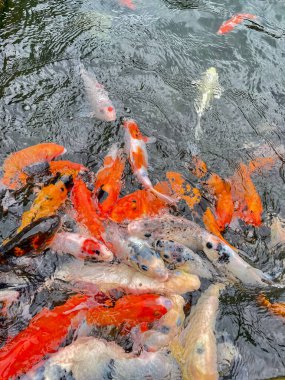 Japonya 'nın ulusal hayvanı olan havuzda yüzen çeşitli renkli sazan balıklarının ya da koi balıklarının yüksek açılı portresi