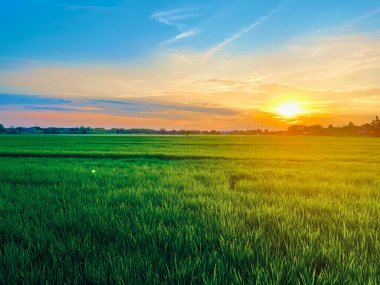 Yeşil saplı yemyeşil pirinç tarlaları ufuk çizgisine kadar uzanıyor, sarı ışık güneş batarken manzarayı aydınlatıyor. Akşam gökyüzü mavi ve turuncunun yumuşak tonlarını sergiliyor