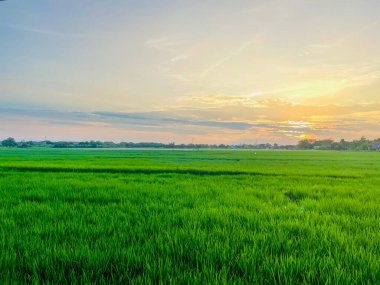 Yeşil saplı yemyeşil pirinç tarlaları ufuk çizgisine kadar uzanıyor, sarı ışık güneş batarken manzarayı aydınlatıyor. Akşam gökyüzü mavi ve turuncunun yumuşak tonlarını sergiliyor