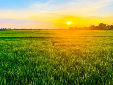 Yeşil saplı yemyeşil pirinç tarlaları ufuk çizgisine kadar uzanıyor, sarı ışık güneş batarken manzarayı aydınlatıyor. Akşam gökyüzü mavi ve turuncunun yumuşak tonlarını sergiliyor