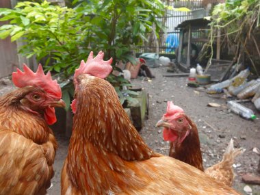 Kahverengi tavuklar (Gallus gallus domesticus) kırsal alanda bulunur. Ön plandaki tavuk belirgin bir kırmızı tarak ve gerdanlık sergiliyor. Toprak cisimlerle dağılmış. Bu da bir çiftlik ya da arka bahçe ortamı olduğunu gösteriyor.
