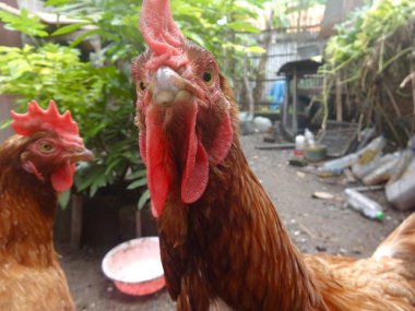 Kahverengi tavuk (Gallus gallus domesticus) kırsal bir açık hava ortamında, tarağı ve kırmızı gerdanlarıyla ayakta duruyor. Bokeh arka planında bazı saksı bitkileri ve ahır elementleri de dahil olmak üzere rustik binalarla yeşillik yer alıyor..