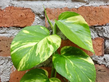 Epipremnum aureum sarmaşıkları ve çeşitli yeşil yapraklar görülebilir gri harç içeren dokulu kırmızı-turuncu tuğla bir duvara tırmanır. Duvarın yıprandığını gösteren bir havan topu eksik. Parlak yapraklar sert tuğlalarla çelişiyor.,