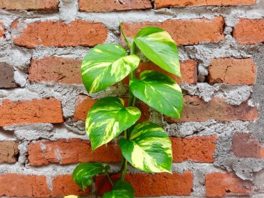 Epipremnum aureum sarmaşıkları ve çeşitli yeşil yapraklar görülebilir gri harç içeren dokulu kırmızı-turuncu tuğla bir duvara tırmanır. Duvarın yıprandığını gösteren bir havan topu eksik. Parlak yapraklar sert tuğlalarla çelişiyor.,