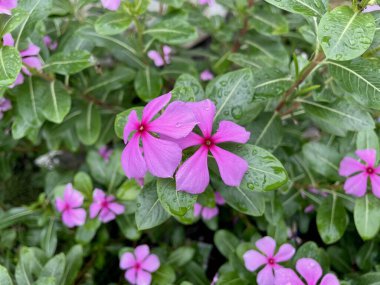 Küçük bir kız bahçede pembe bir menekşe çiçeğine dokunuyor. Çiçekler, yemyeşil yapraklarla çevrili, asfaltlanmış çimlerle kaplı yüzeylerin yanında büyür..