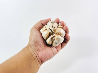 Bir el düz beyaz arka planda sarımsak (Allium sativum) ampulünü tutar. Sarımsak bozulmamış, karanfilleri kaplayan beyaz derisi var. Elim nazikçe ampulün etrafına dolanıyor..