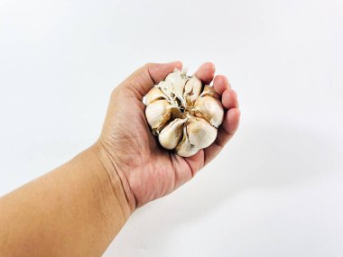 Bir el düz beyaz arka planda sarımsak (Allium sativum) ampulünü tutar. Sarımsak bozulmamış, karanfilleri kaplayan beyaz derisi var. Elim nazikçe ampulün etrafına dolanıyor..