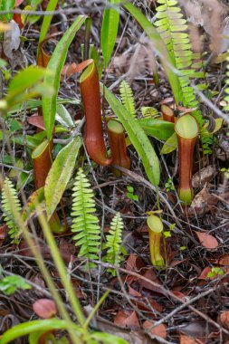 Tropikal Atıcı Bitkileri (Nepenthes) vahşi doğada yeşil yapraklara tırmanıyor.