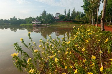 Bahçede açan güzel sarı alder çiçeği yumuşak güneş ışığı ve bulanık yeşil arka planla.