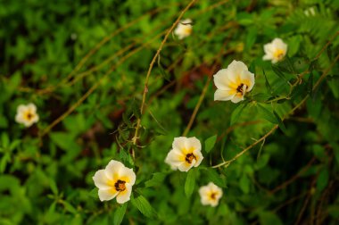 Bahçede açan güzel sarı alder çiçeği yumuşak güneş ışığı ve bulanık yeşil arka planla.