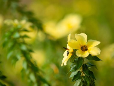 Bahçede açan güzel sarı alder çiçeği yumuşak güneş ışığı ve bulanık yeşil arka planla.