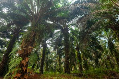 Tropikal güneşli bir günde patikalı palmiye yağı tarlası