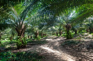 Tropikal güneşli bir günde patikalı palmiye yağı tarlası