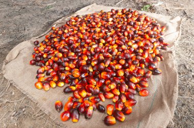 Taze hasat edilmiş Palm Fruits.