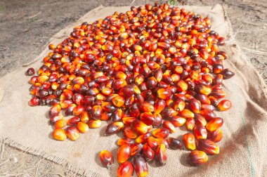 Taze hasat edilmiş Palm Fruits.