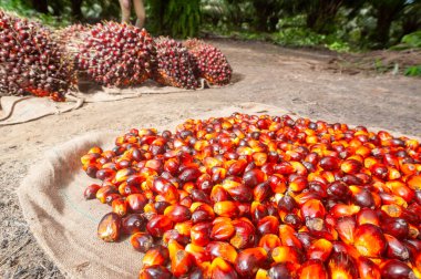 Taze hasat edilmiş Palm Fruits.