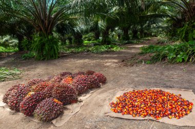 Taze hasat edilmiş Palm Fruits.