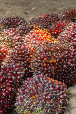 Taze hasat edilmiş Palm Fruits.