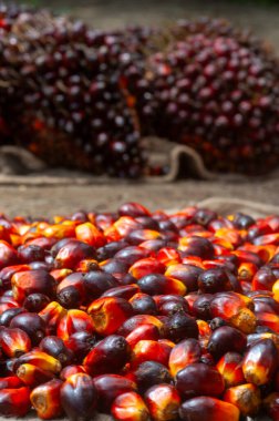 Taze hasat edilmiş Palm Fruits.