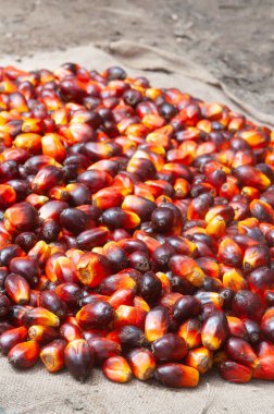 Taze hasat edilmiş Palm Fruits.