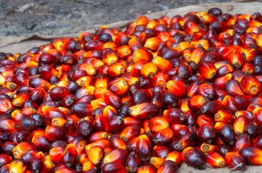 Taze hasat edilmiş Palm Fruits.