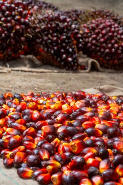 Taze hasat edilmiş Palm Fruits.