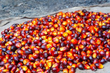Taze hasat edilmiş Palm Fruits.